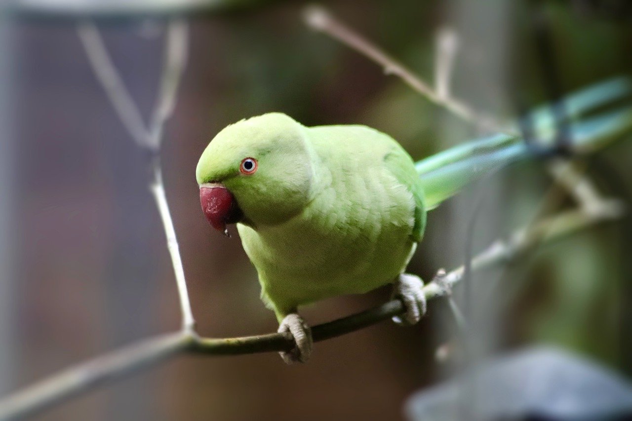 parakeet, green parakeet, ring-necked parakeet-7729519.jpg